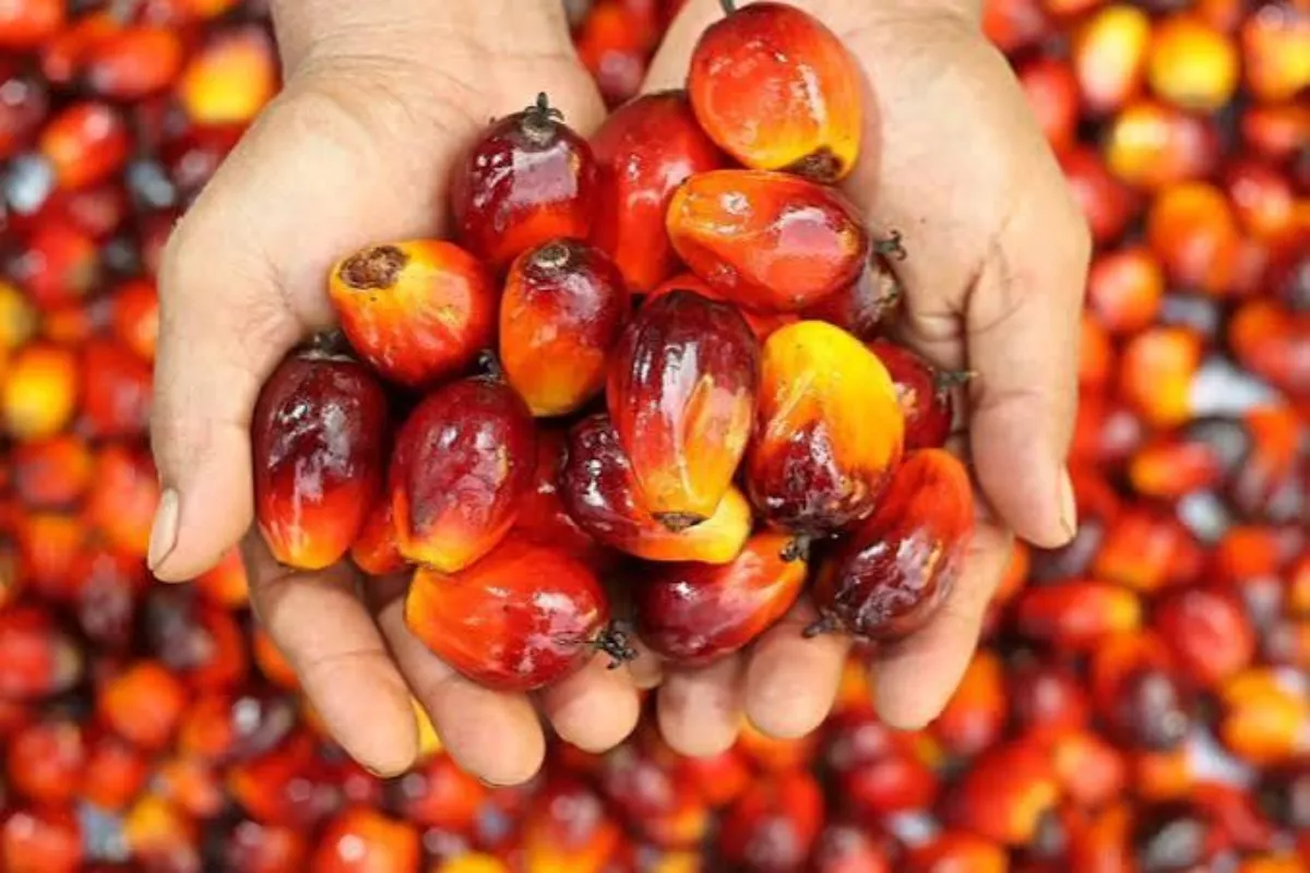 Sentimen Biodiesel B50 RI Picu Lonjakan Harga CPO di Bursa Malaysia
