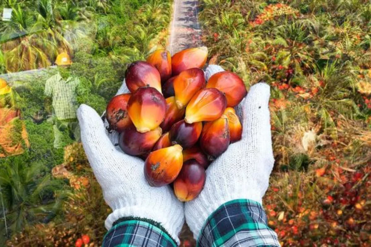  Harga CPO Melonjak, Dipicu Sentimen Positif Biodiesel B50 RI 