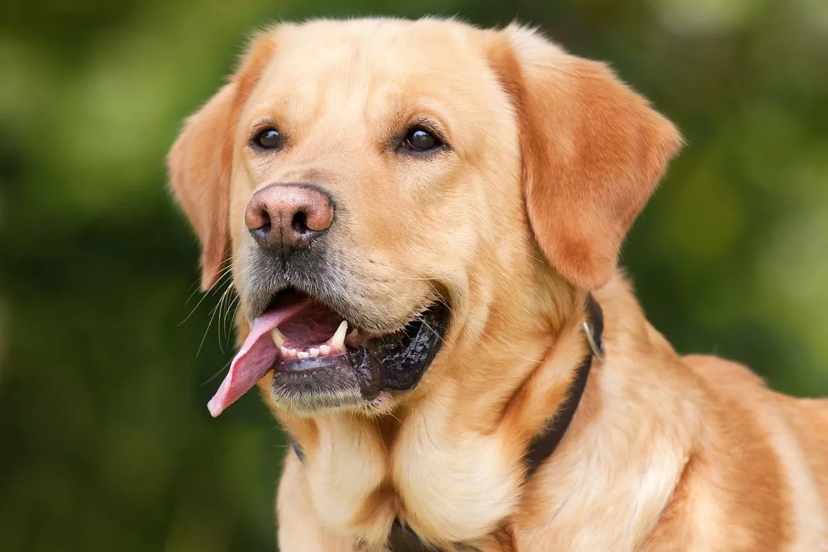 Peringatan Hari Anjing Sedunia Setiap 26 Agustus dan Sejarah Lengkapnya