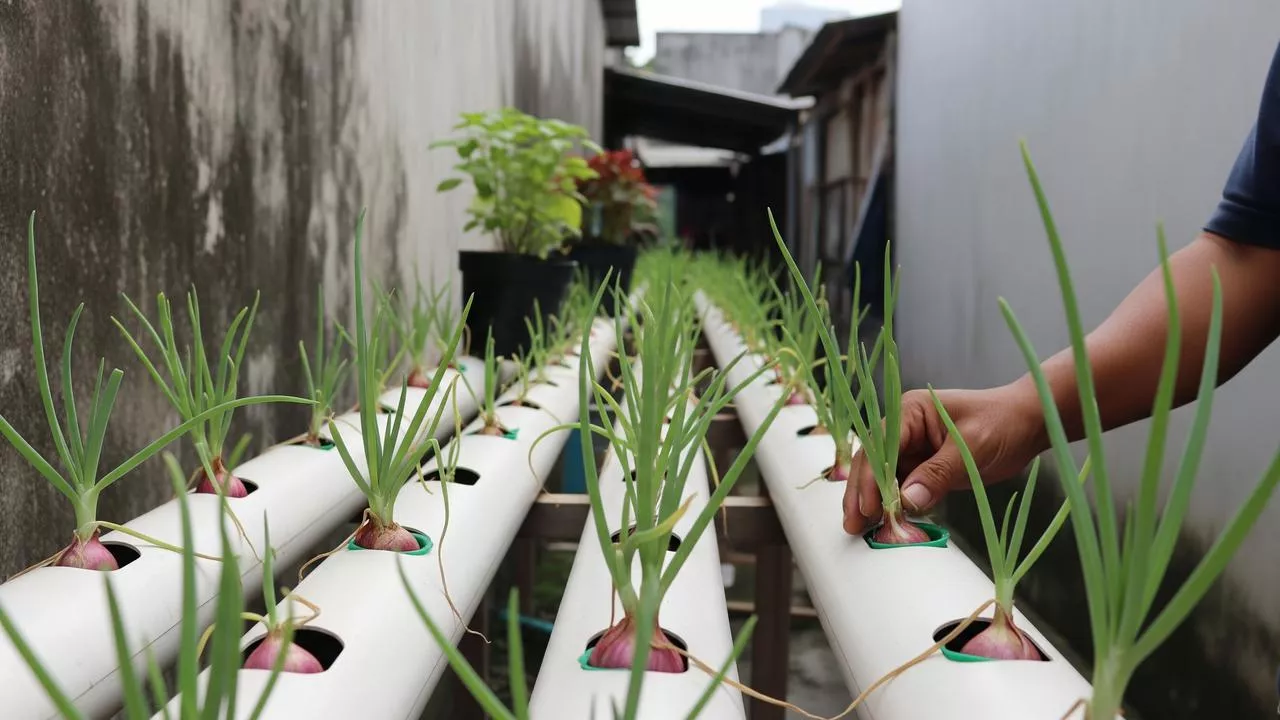 Cara Menanam Tanaman Hidroponik di Lahan Sempit bagi Pemula di Rumah