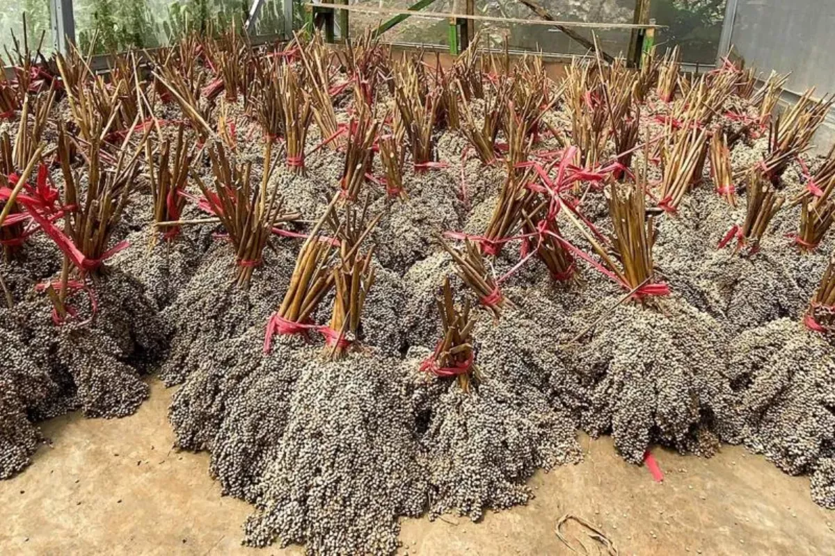 PLN EPI Gandeng Puslitbang dan Itera Riset Kaliandra-Sorgum