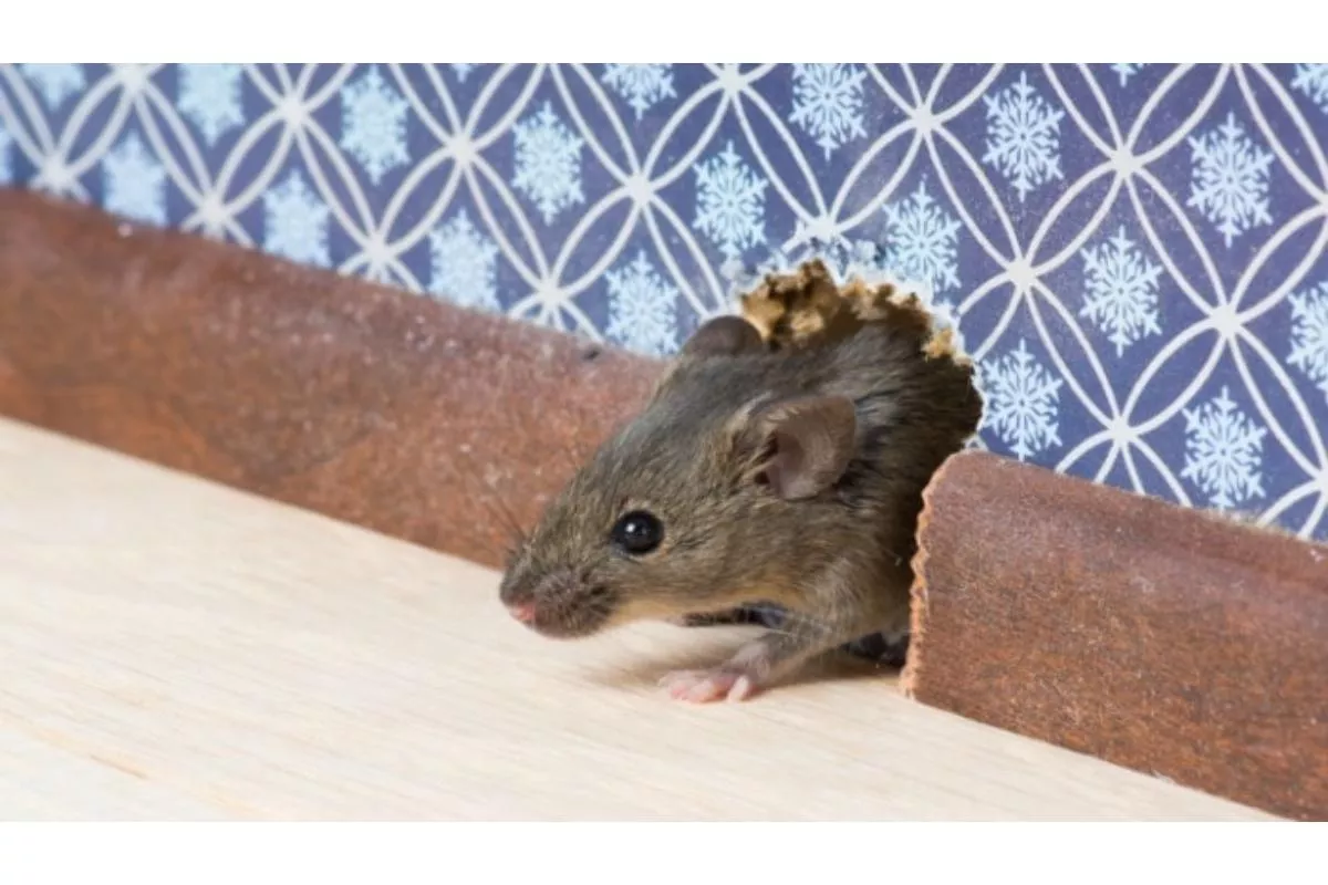 Rahasia Usir Tikus dari Rumah dengan Racikan Bahan Alami Sederhana