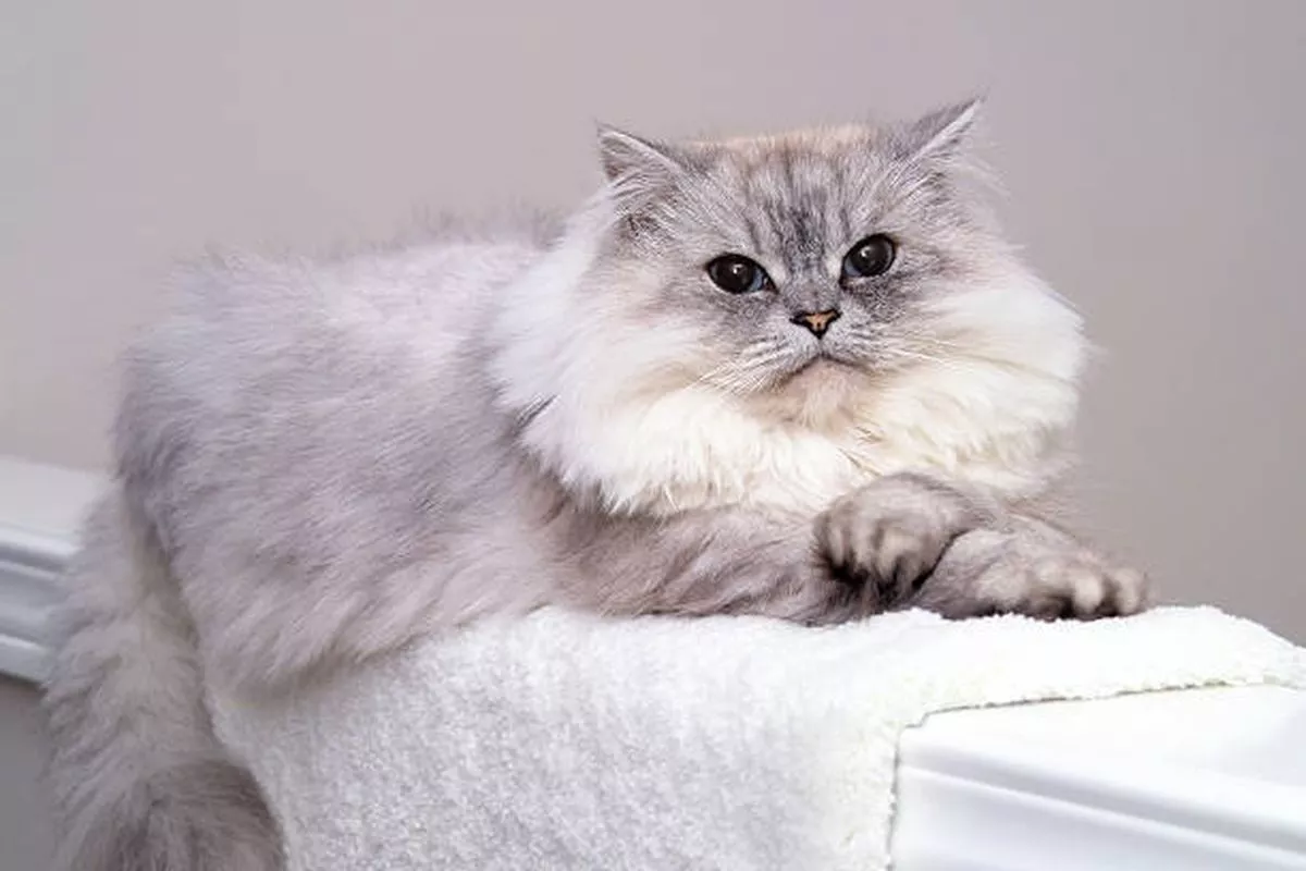 Benarkah Kucing Bikin Keguguran Ini Penjelasan Spesialis Kandungan
