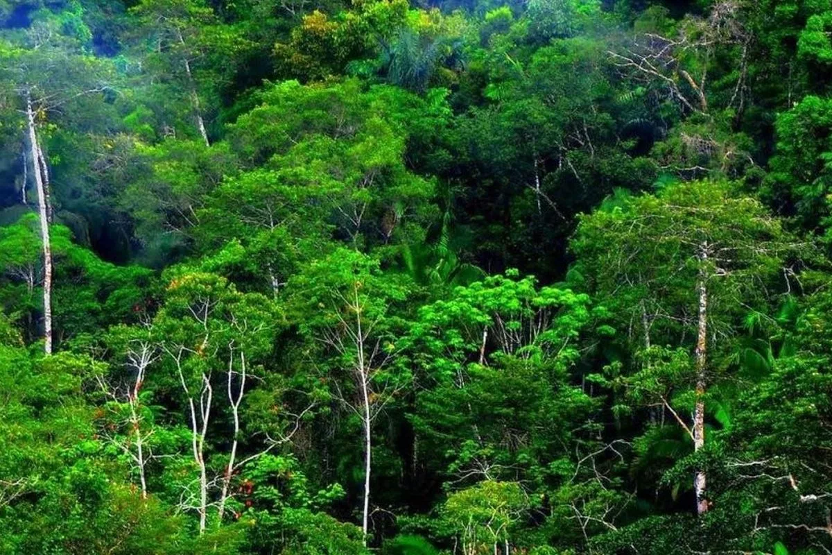 APHI Sarankan Pemegang PBPH Manfaatkan Permenhut 6/2026 untuk Proyek Karbon