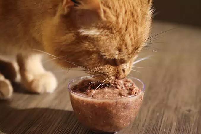 Panduan Nutrisi Makanan Anak Kucing Sapih