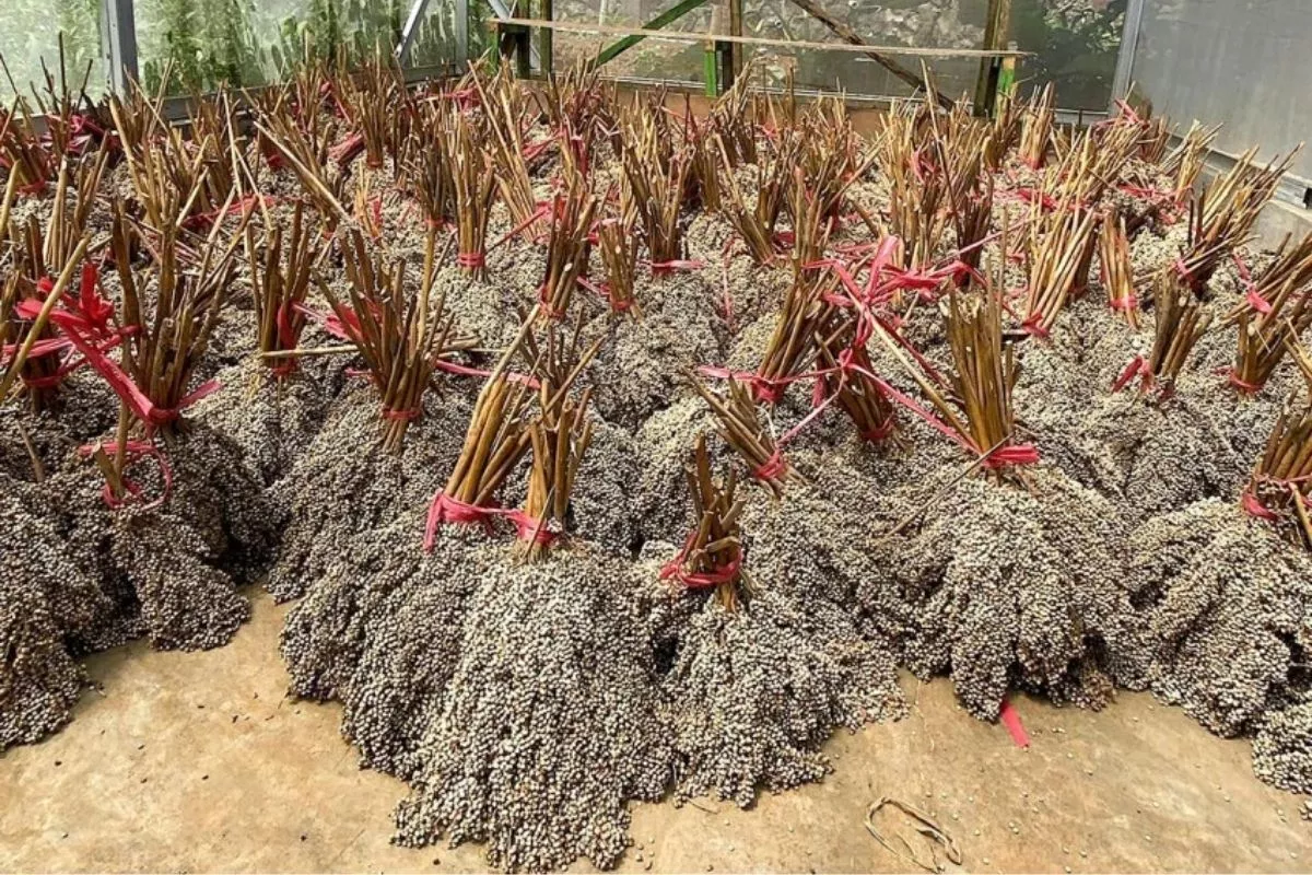 PLN EPI dan Sorbu Agro Bangun Bioenergi Sorgum di Gorontalo