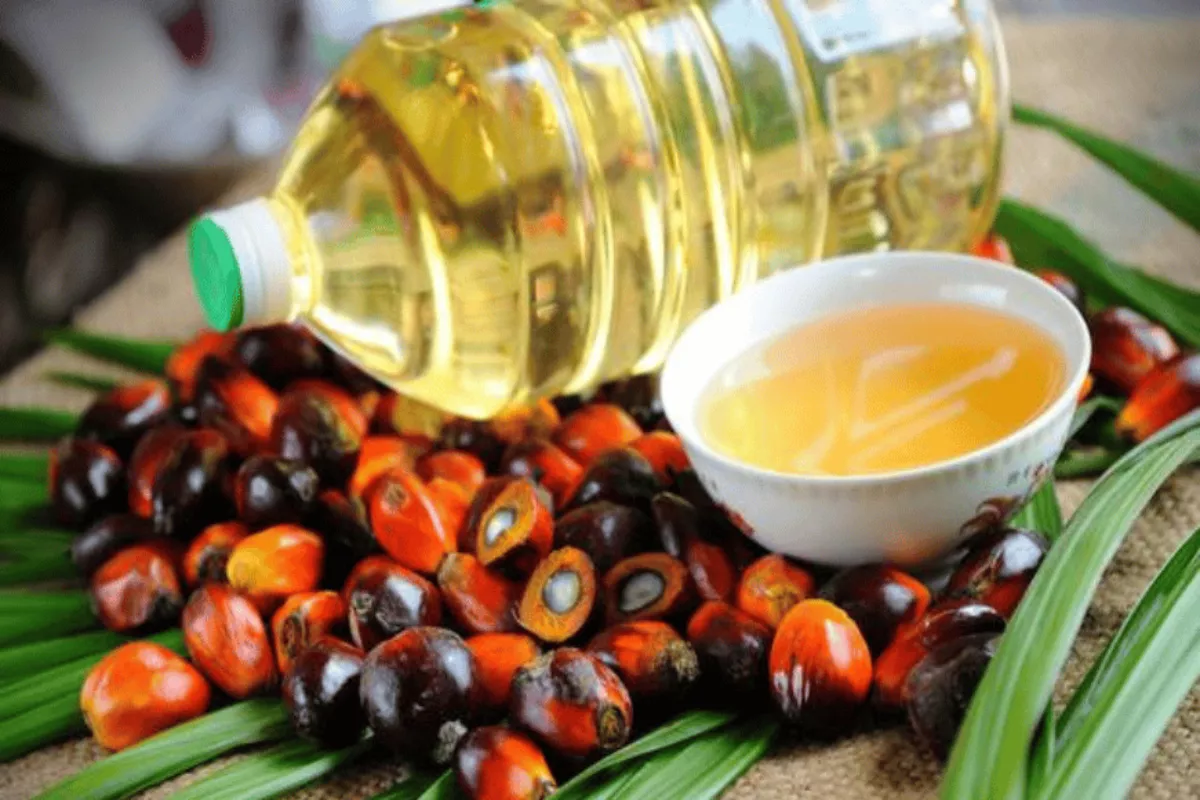 Harga CPO Pulih, Simak Deretan Sentimen Pendongkrak Nilai Komoditas
