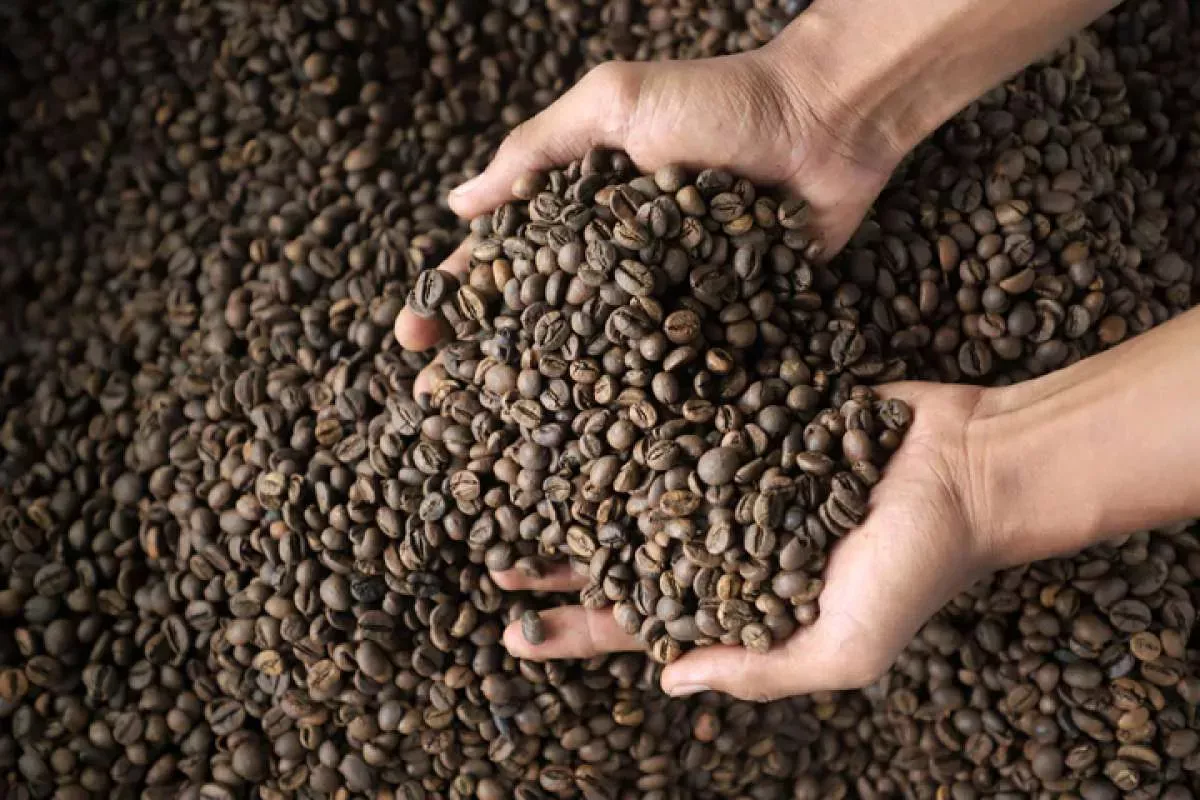 Harga Kopi Global di Bursa London dan New York Terjun Bebas