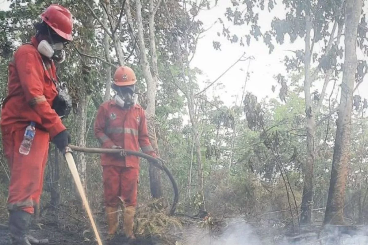 Cegah Karhutla, Pemerintah Larang Buka Lahan dengan Membakar
