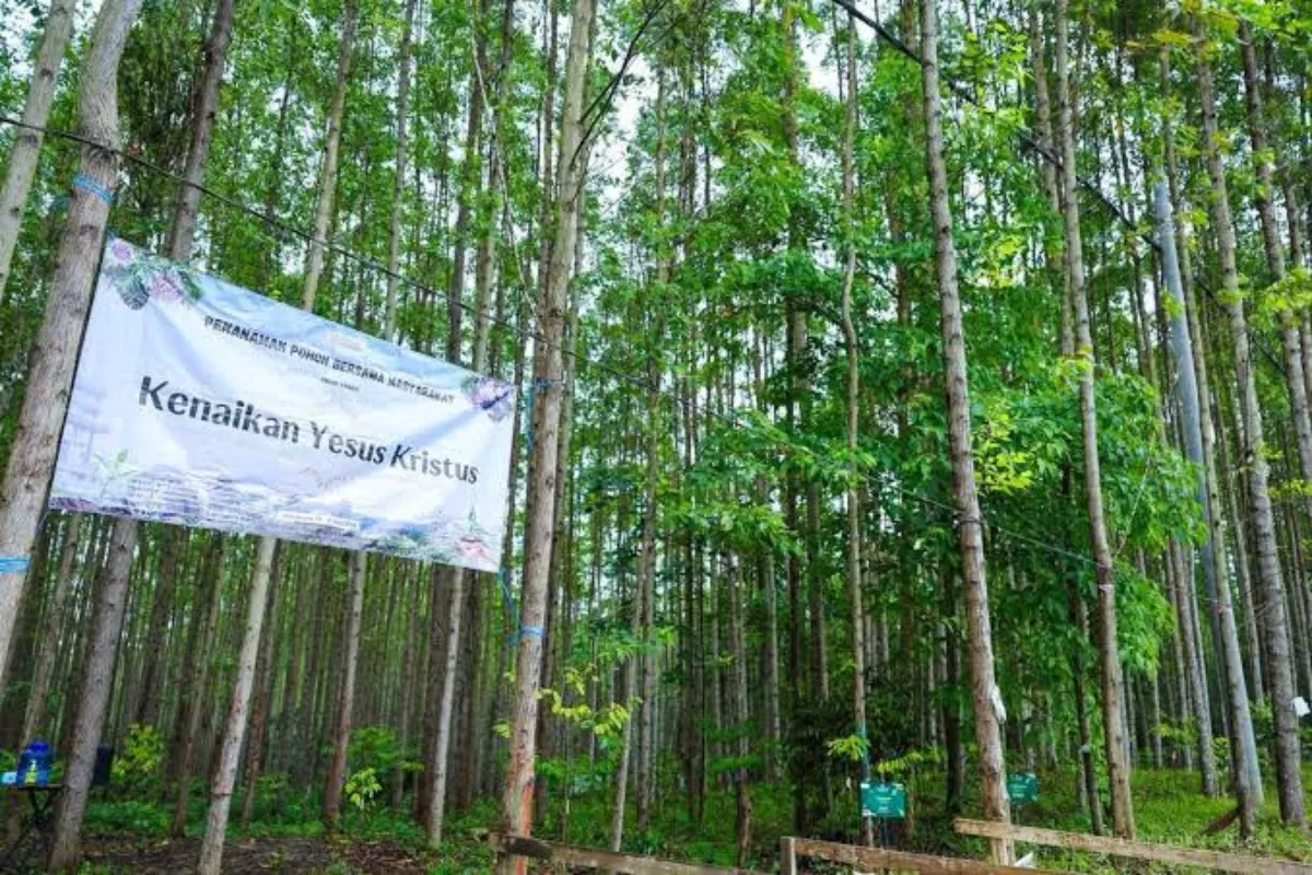 Restorasi Kawasan IKN, Otorita Tanam Lima Juta Pohon