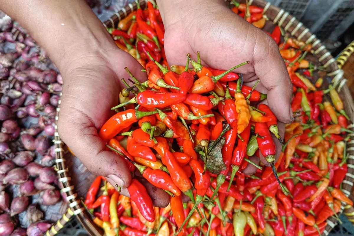 Jelang Idul Adha, Harga Cabai Rawit dan Daging Sapi di Jatim Menguat