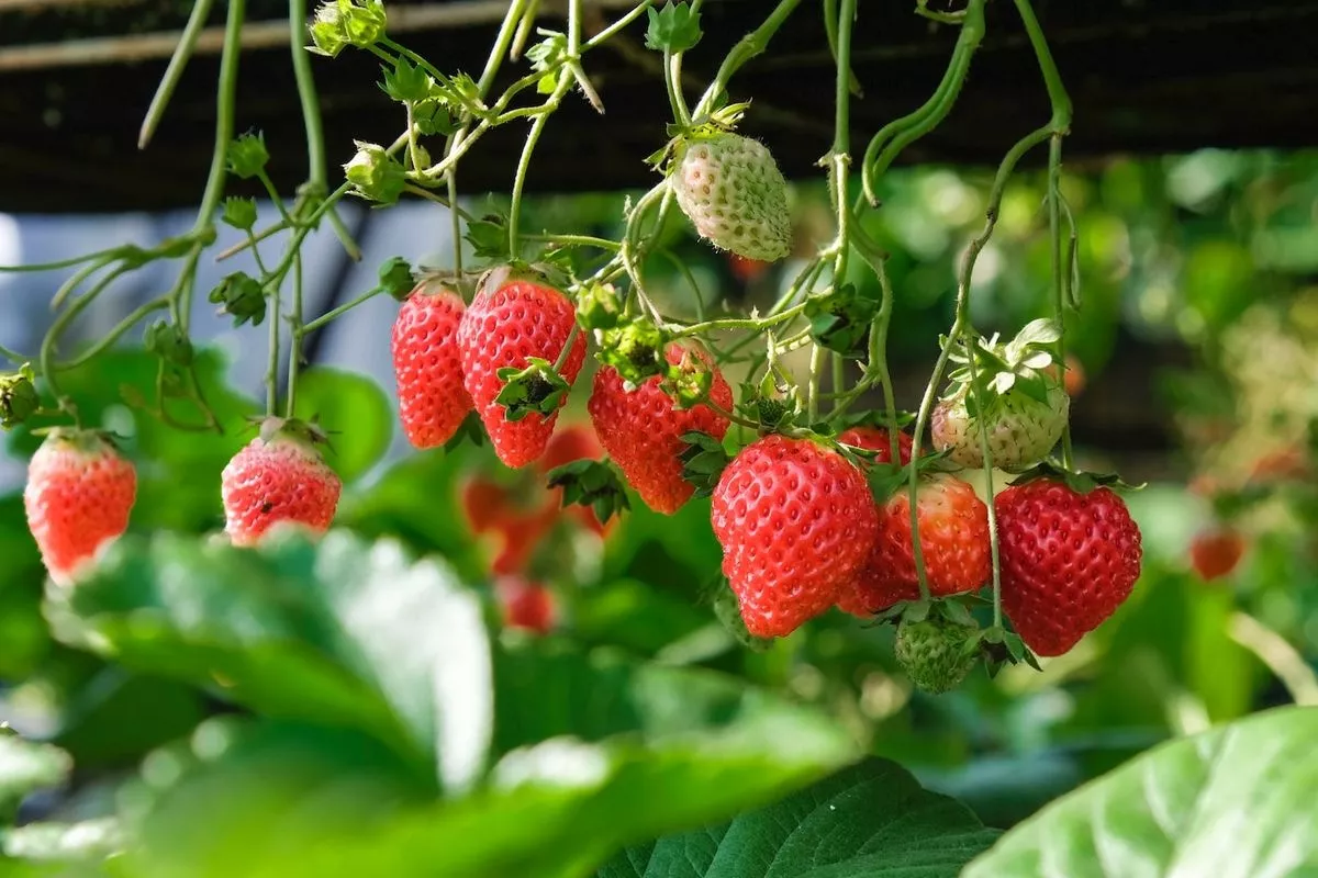 Kandungan Nutrisi Buah Stroberi Ampuh Jaga Kesehatan Jantung Kami