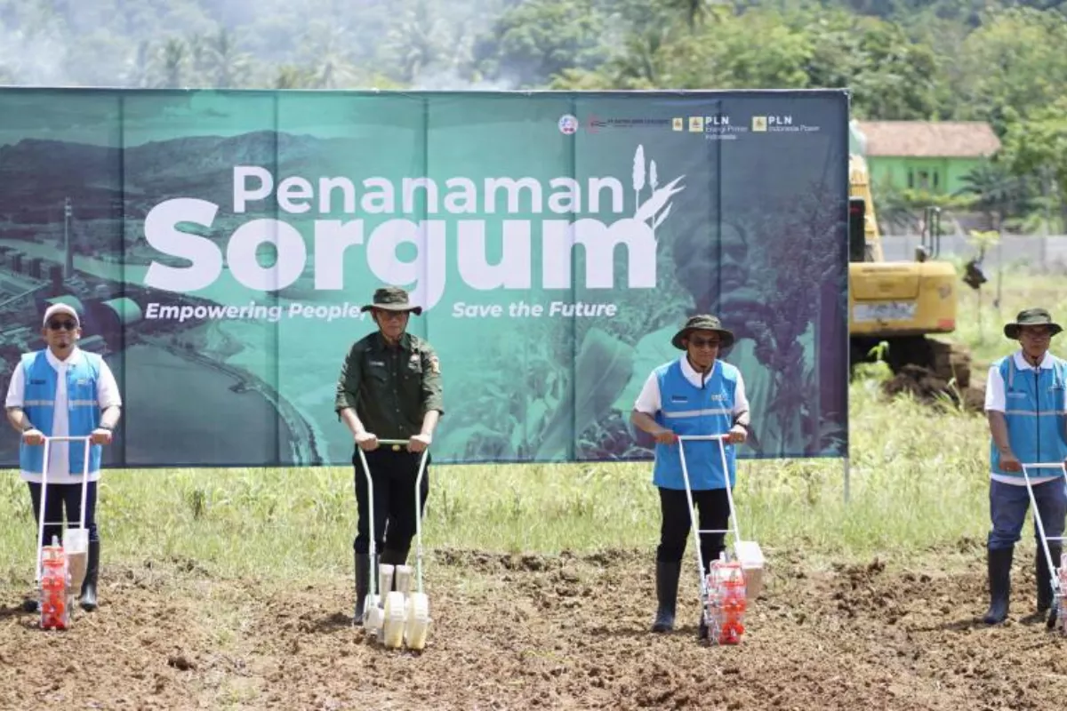 Akselerasi Transisi Energi, PLN EPI Kembangkan Bioenergi Sorgum