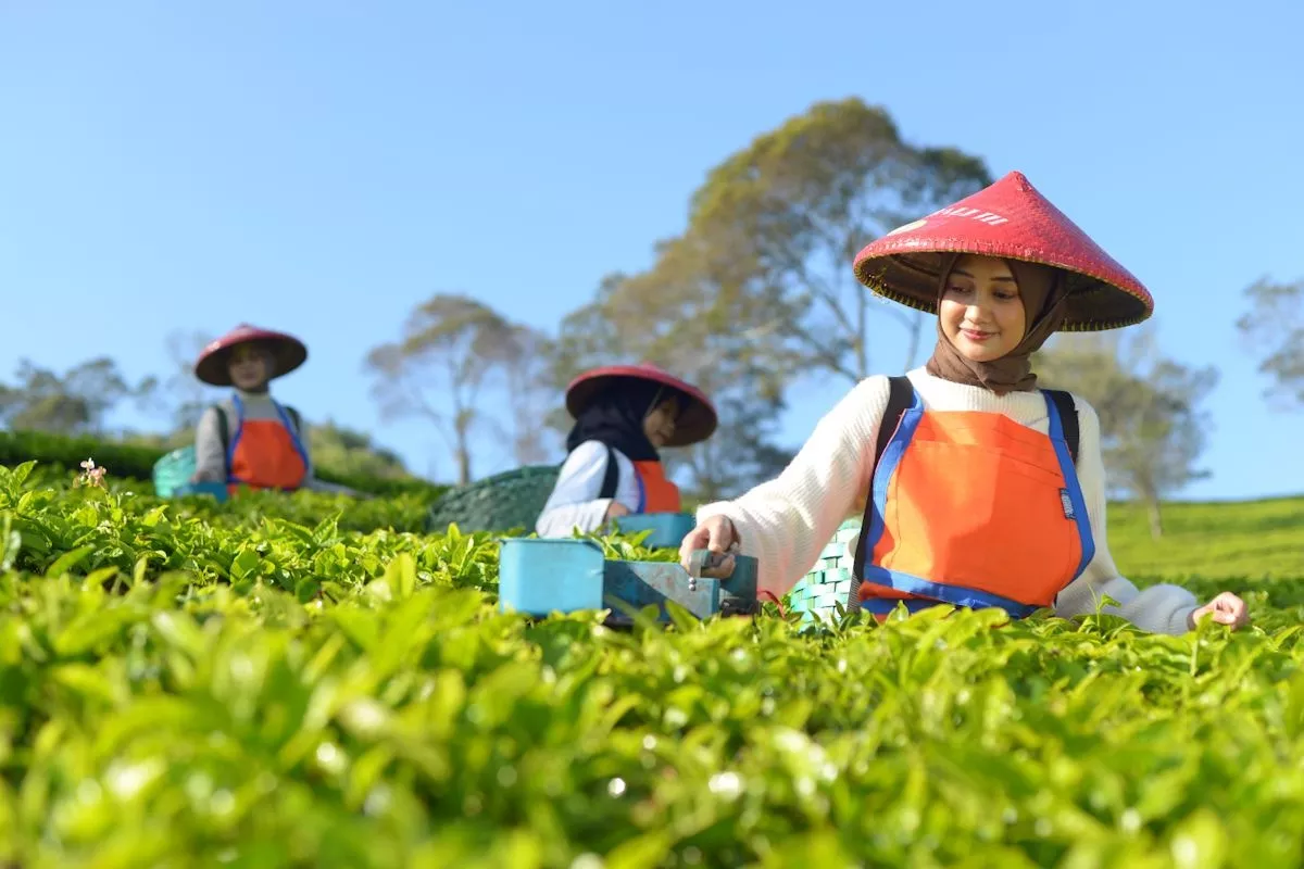 Penuhi Pasar Cerutu Dunia PTPN 1 Perkuat Produksi Tembakau Premium