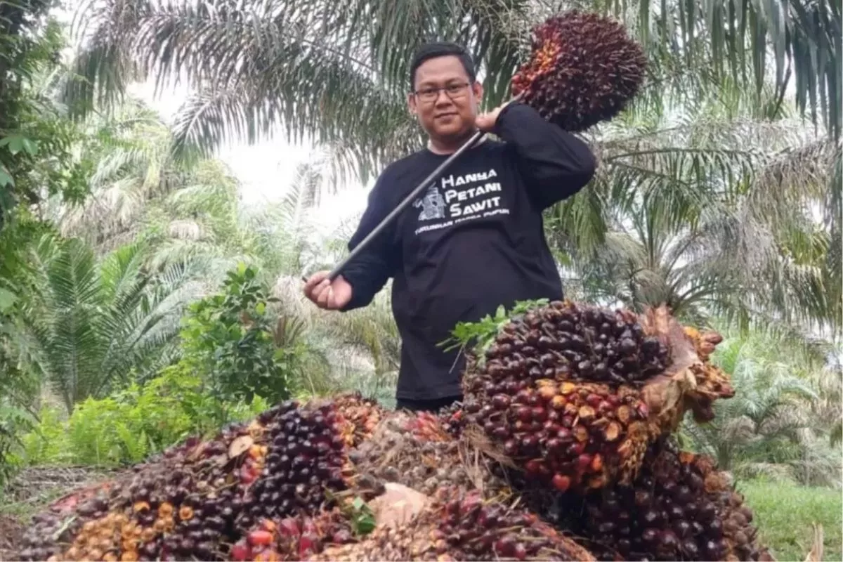 TBS Mitra Plasma Riau Naik Menjadi Rp3.985/Kg Periode Ini
