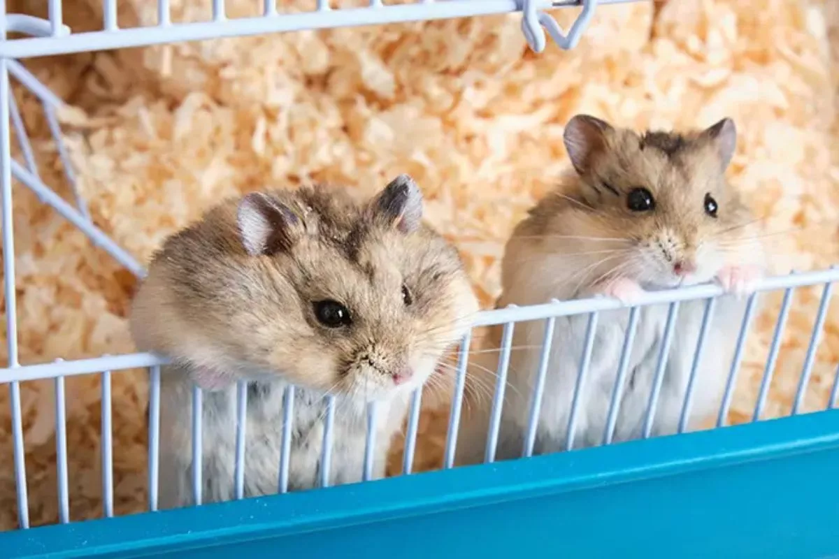 Deretan 9 Cara Merawat Hamster bagi Pemula yang Praktis dan Efektif