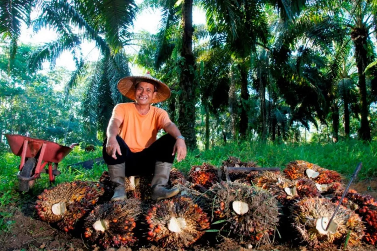 Harga TBS Sawit Sumut Menguat ke Rp3.879,39 per Kilogram