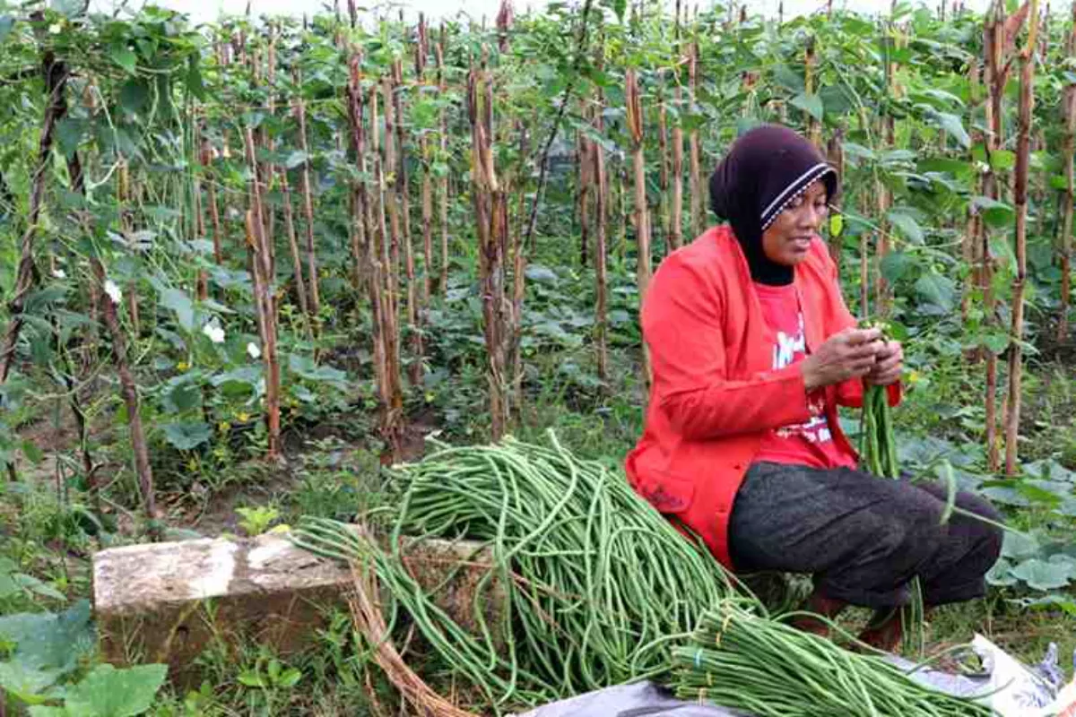 Strategi Baru Pemerintah Lindungi Petani Kacang dari Arus Impor