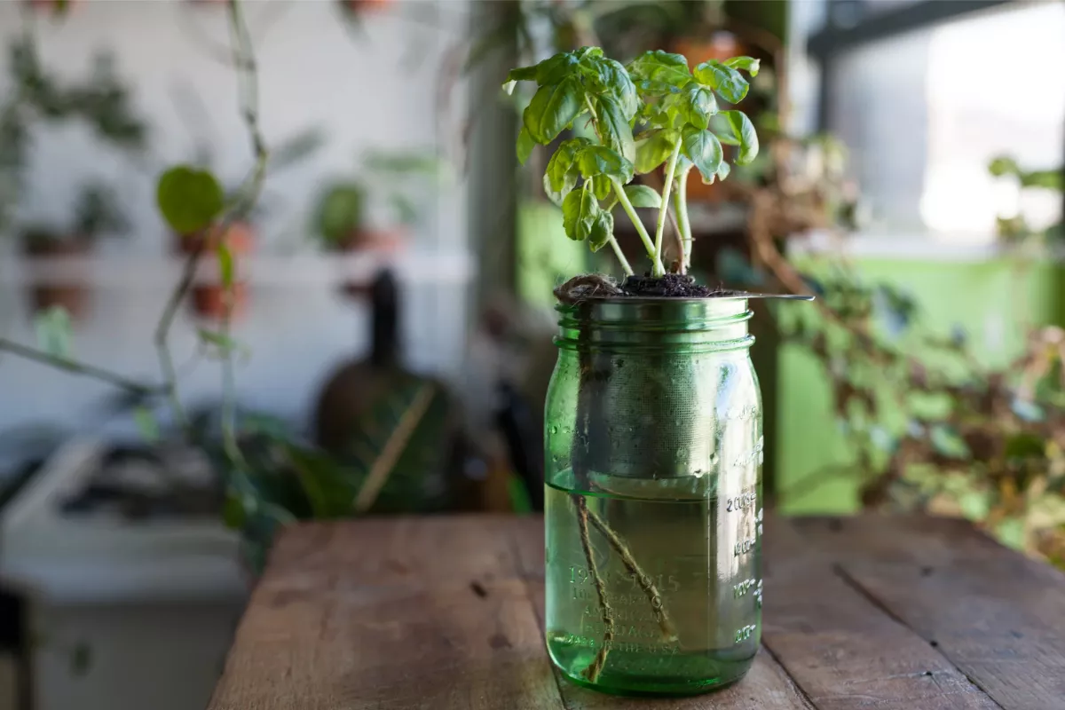 Cara Membuat Self-Watering Planter dari Botol Kaca Bekas