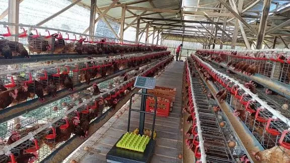 Harga Ayam & Telur Naik, Mendag Jaga Peternak Agar Tak Bangkrut