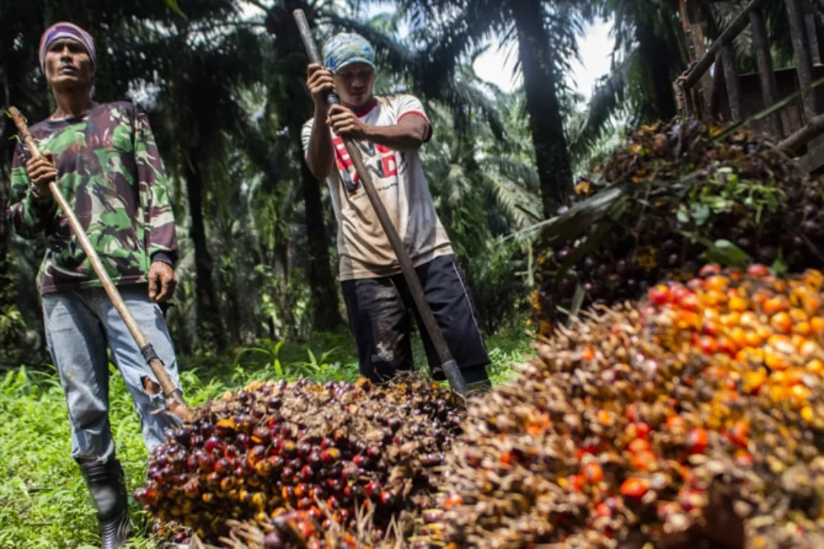 Strategi Sawit RI Naik Daun Melalui Hilirisasi dan Bioenergi