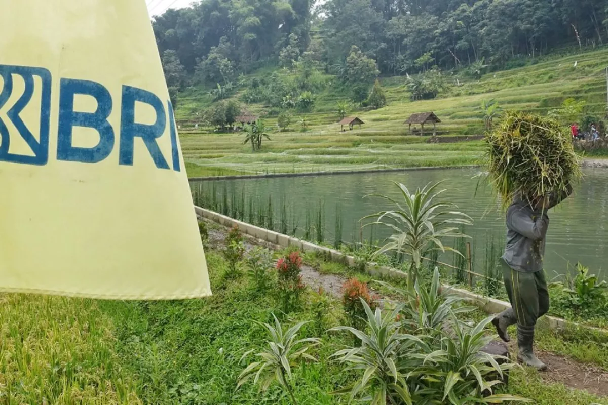 Penyaluran KUR BRI Tembus Rp84,36 Triliun, Sektor Pertanian Terbesar