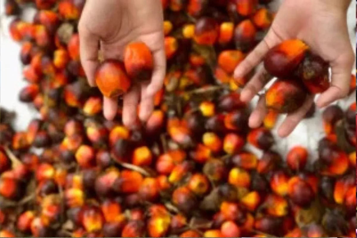 Prime Agri Tebar Dividen Rp350,99 Miliar, Cum Dividen Besok