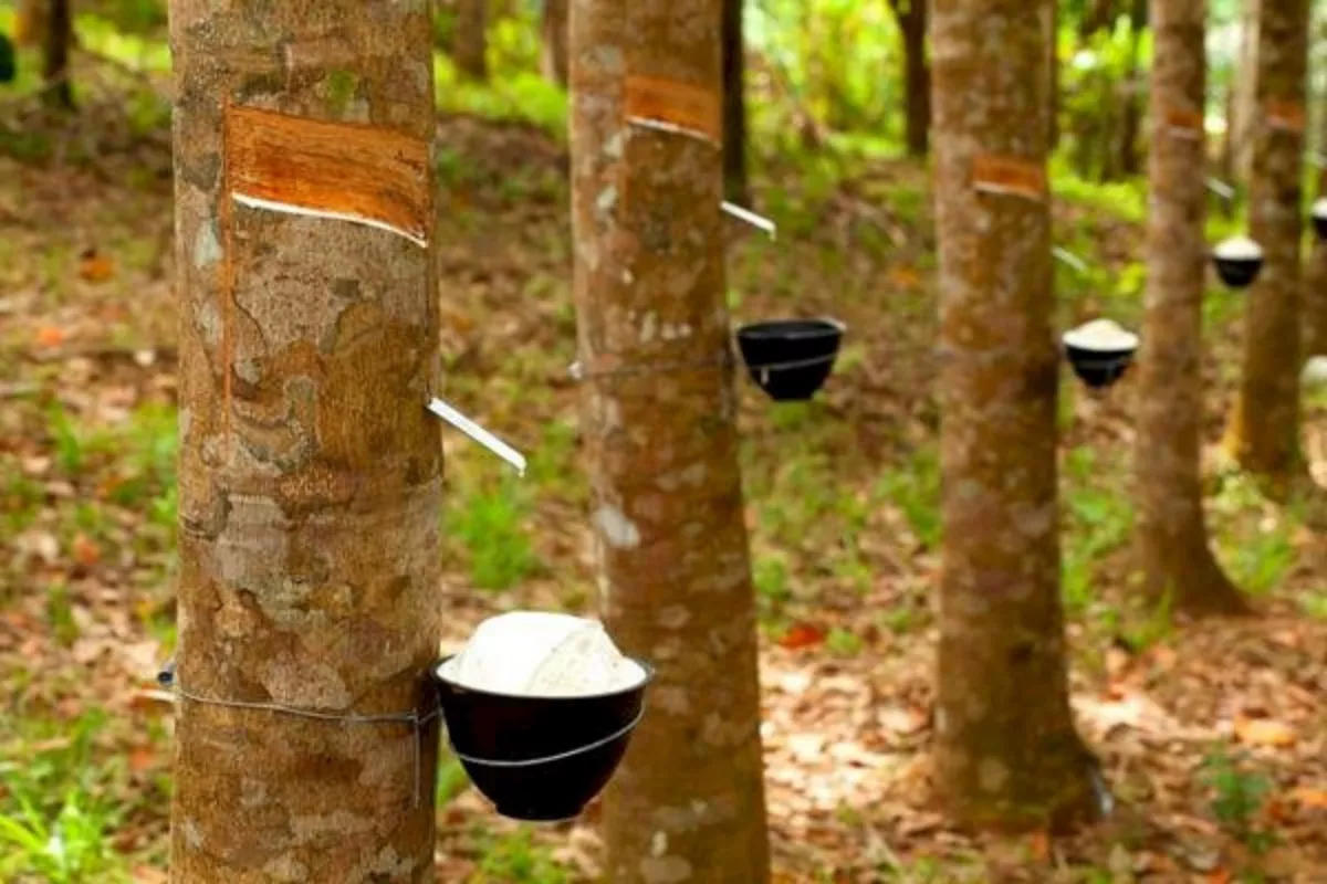 Harga Karet Global Naik 1,09 Persen ke Rp38.307 per Kg Hari Ini