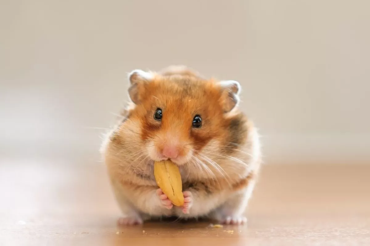 Rekomendasi Snack Hamster Paling Ampuh Agar Jinak dan Nurut
