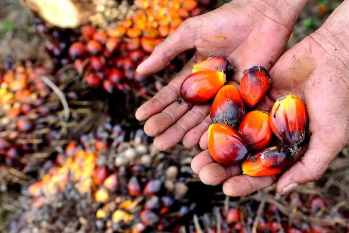 Harga TBS Sawit Swadaya di Riau Naik Jadi Rp3.707,61 Per Kg