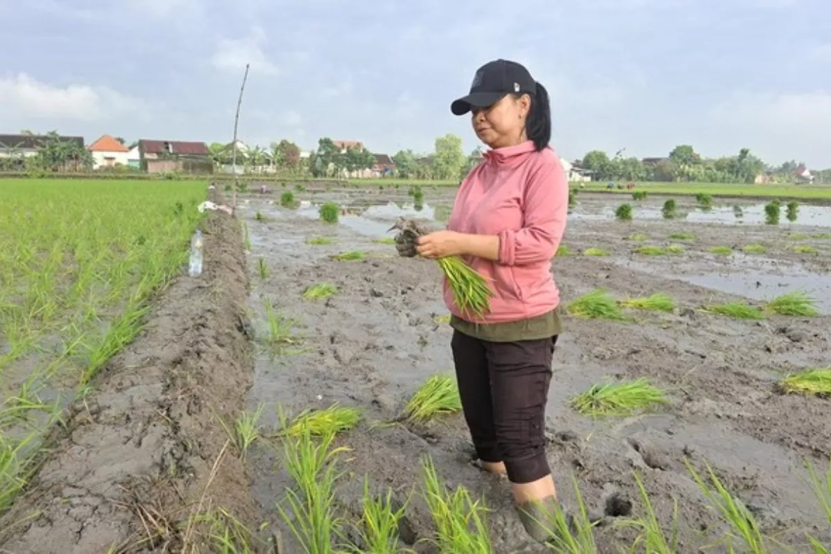 Ekonomi Bojonegoro Menguat Lewat Sektor Nonmigas dan Pertanian