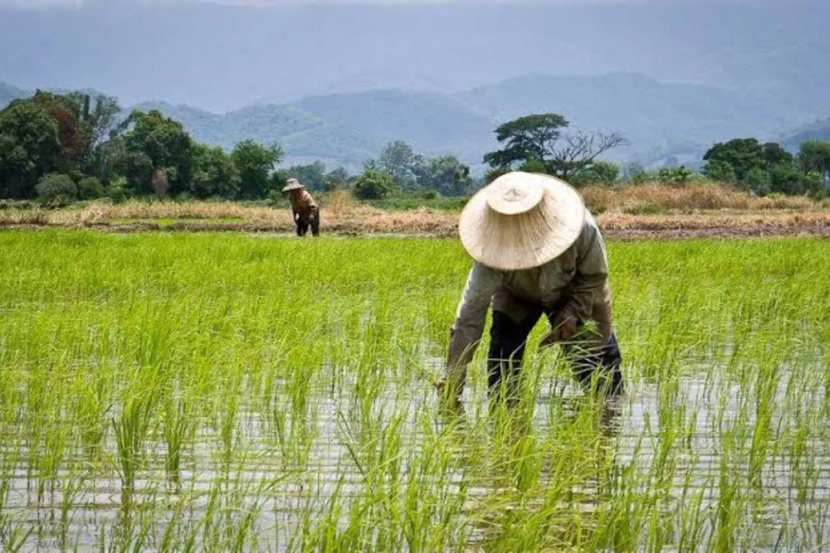 Potensi Panen 10 Ton Per Hektar Petani Merauke Gunakan Metode PM AAS