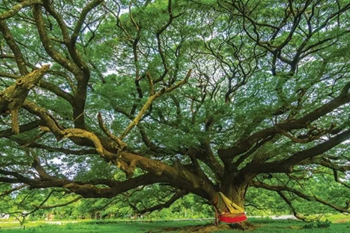 Kapasitas Penyerapan Karbon Hutan Ternyata Lebih Minim dari Prediksi