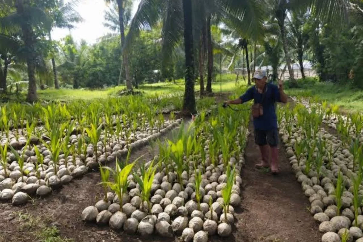 Kementan Patok 151.554 Hektare Kawasan Hilirisasi Kelapa Pada 2026