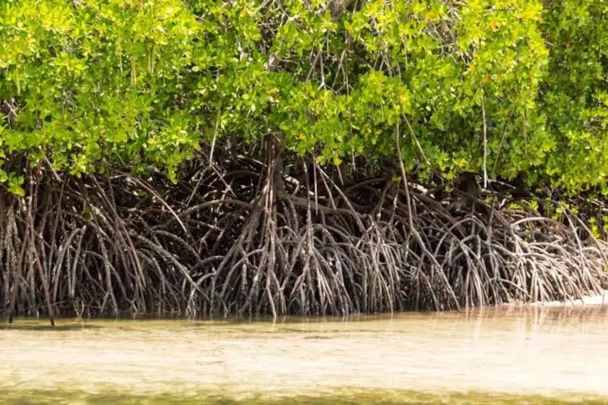 Indonesia Ajak Anggota APEC Bergabung ke World Mangrove Center