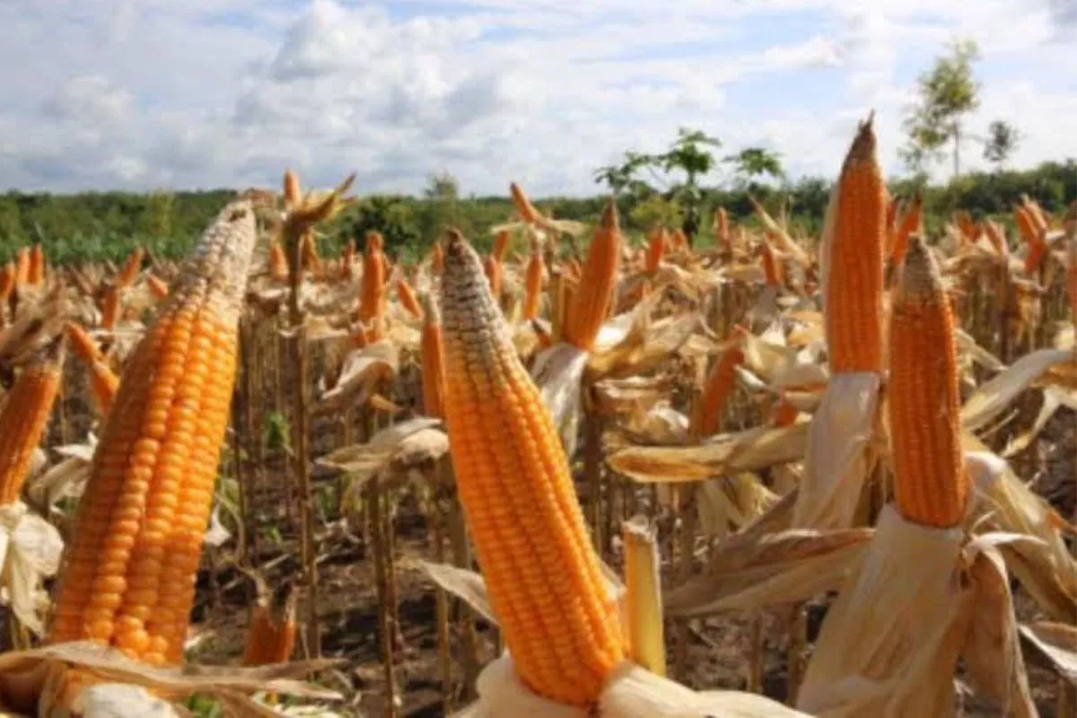Dorong Ekonomi Petani, Dharmasraya Tawarkan Lahan Jagung ke Kementan