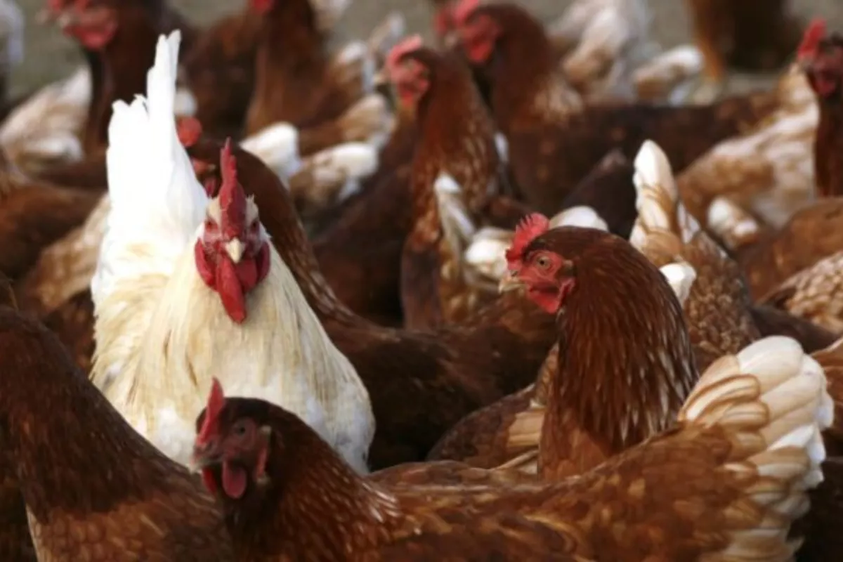 Pantau Pasar Sukoharjo Mendag Minta Harga Ayam Stabil Sesuai Acuan