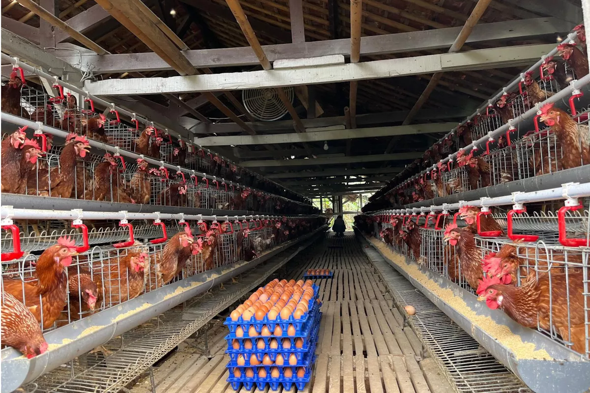 Stok Melimpah, RI Bidik Ekspor Telur dan Ayam ke Arab dan China