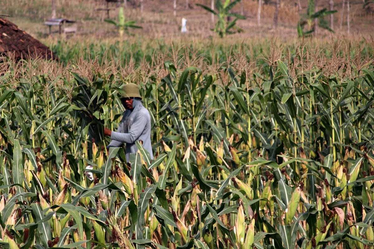 Pemprov NTB Hilirisasi Jagung demi Dongkrak Ekonomi Petani