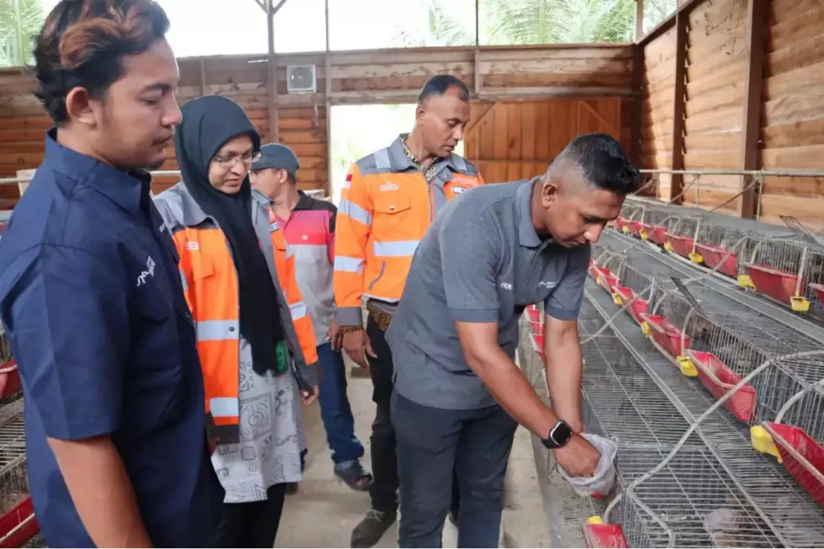 Lewat Sakeladera, SIG Ubah Sampah Kelapa Jadi Pakan Ternak di Aceh