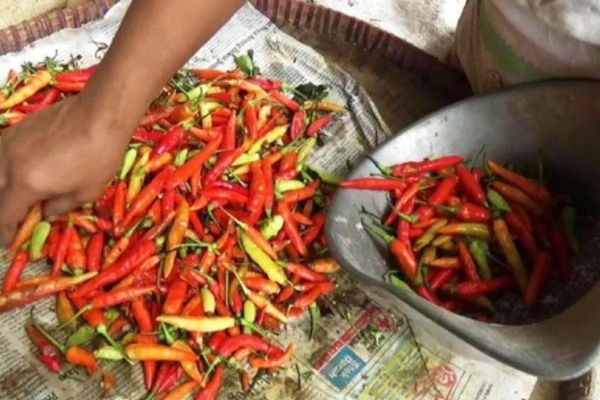 Rincian Harga Pangan 1 September: Cabai Rawit Merah Rp77.000/Kg