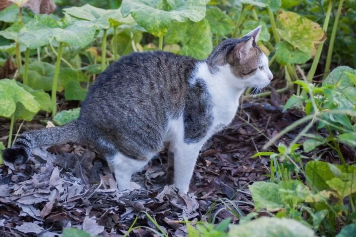 Berbagai Cara agar Kucing Liar Tidak Buang Kotoran Sembarangan di Rumah