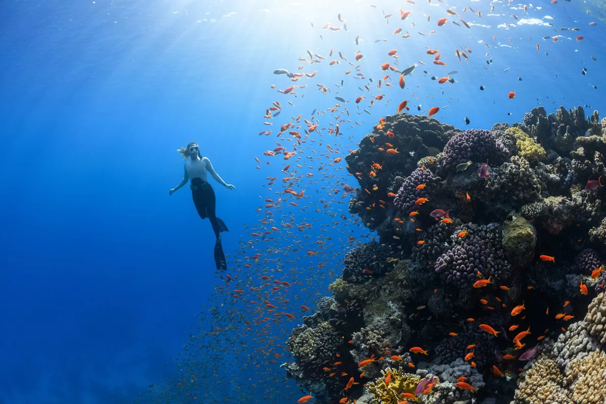 Menyelami Keindahan dan Rahasia Pesona Bawah Laut