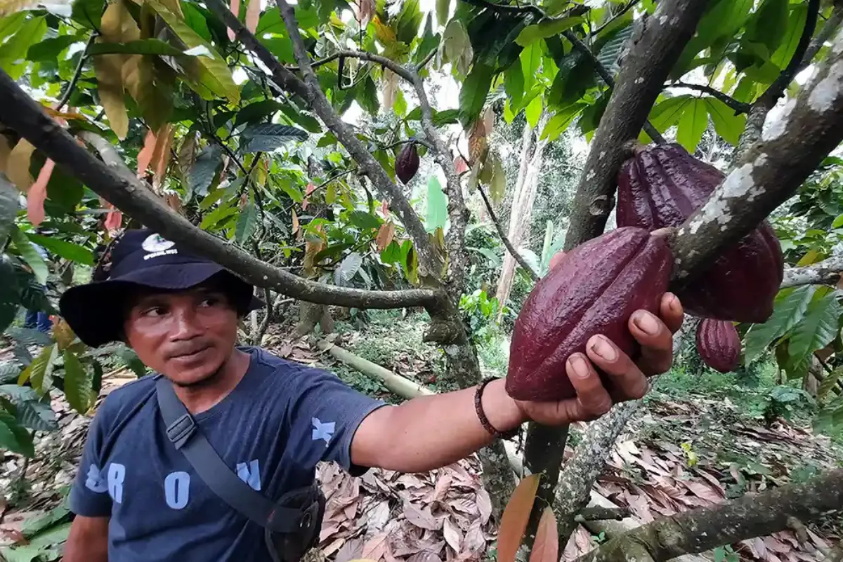 Pembibitan Kopi dan Kakao di Lampung Serap Ratusan Tenaga Kerja