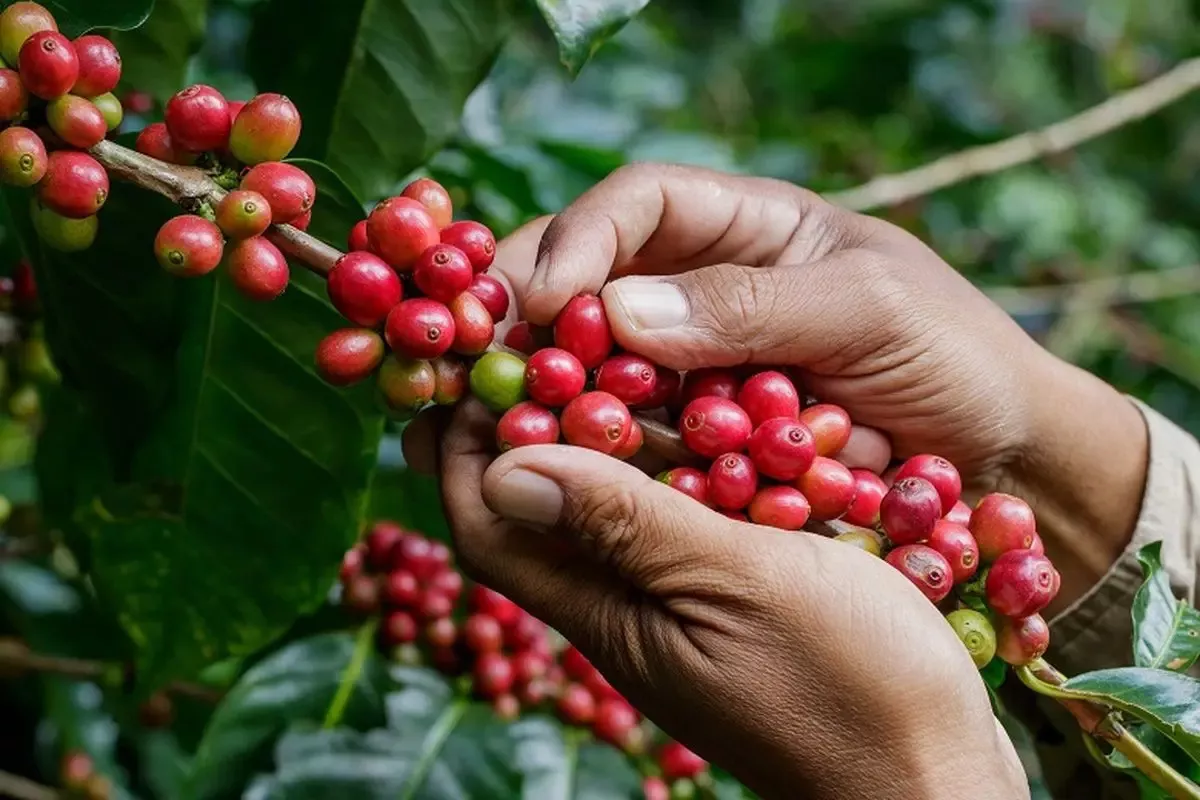Pacu Hilirisasi, Kementan Perkuat Daya Saing Perkebunan Nasional