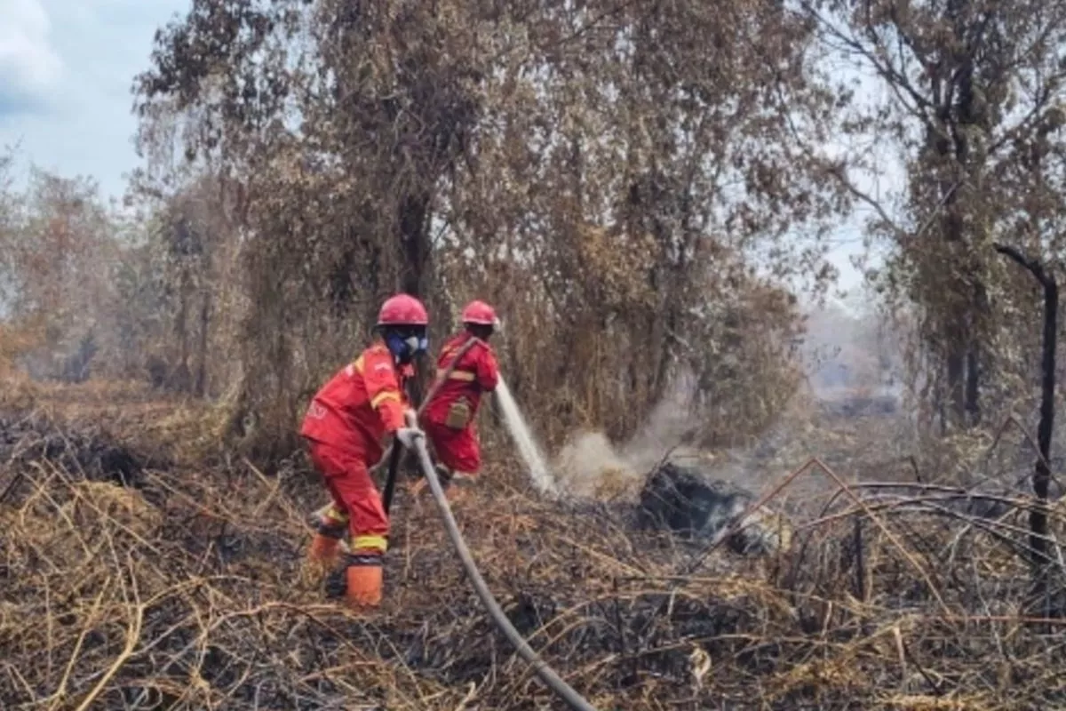 Presiden Tinjau Karhutla Sumatra, Ancam Tindak Tegas Pelanggar Hutan