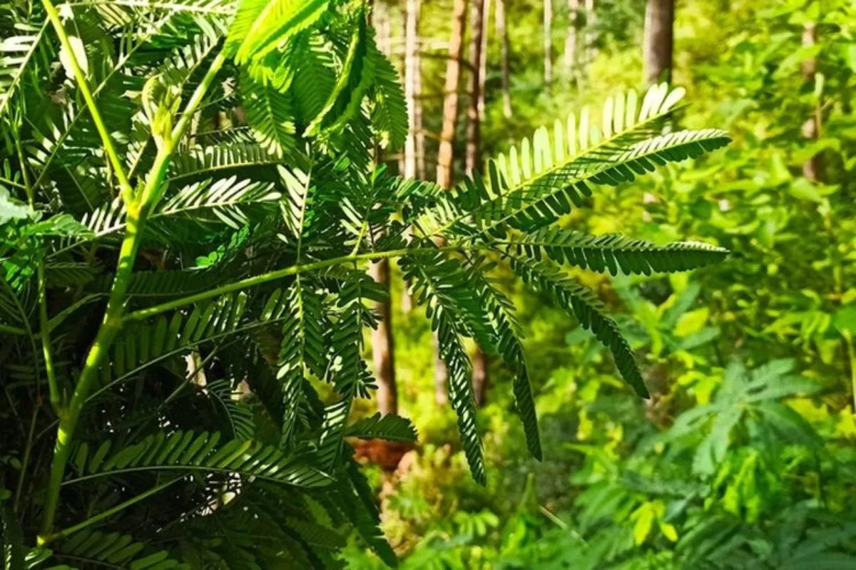 Riset Bioenergi: Kaliandra dan Sorgum untuk Bahan Bakar Masa Depan