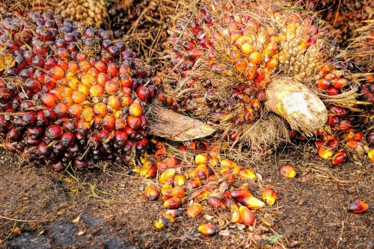 TBS Sawit Petani Swadaya Riau Kembali Menguat Tembus Rp3.674,93 per Kg