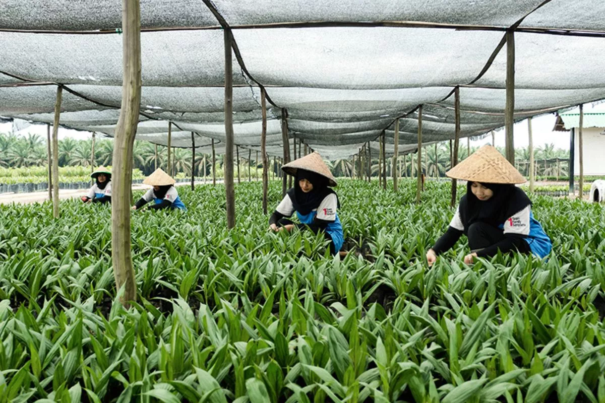 SGRO Tebar Dividen 351 Miliar Rupiah, Setara 97 Persen Laba Bersih