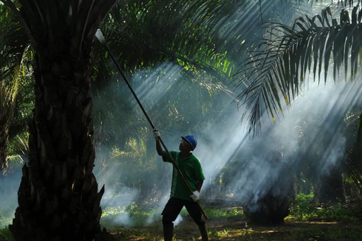Prime Agri (SGRO) Tebar Dividen Rp192,8 per Saham, Yield 6,65 Persen